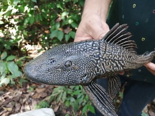 Vermiculated Sailfin Catfish