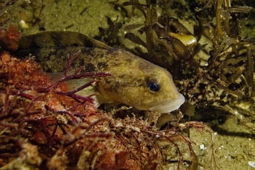 Viviparous Blenny