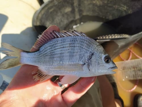 Wandering Seabream