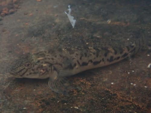 West African Freshwater Goby
