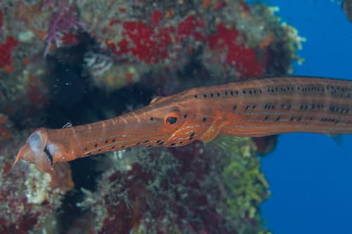 Western Atlantic Trumpetfish