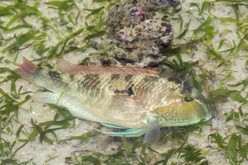 White-patch Tuskfish