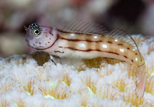 Whitespotted Combtooth Blenny