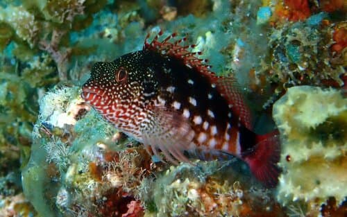 Whitespotted Hawkfish