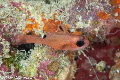 Whitestar Cardinalfish