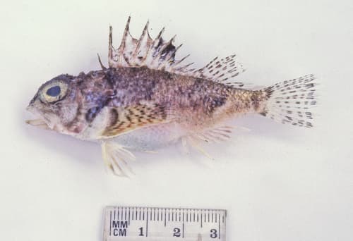 Whitley's Gurnard Perch