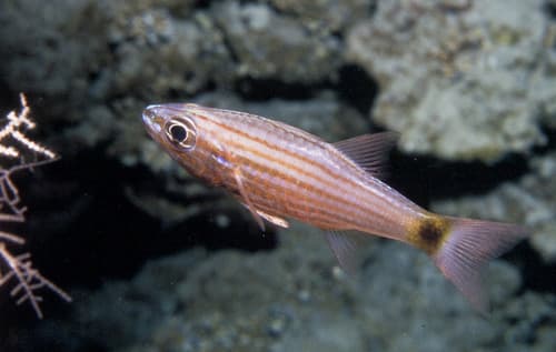 Wolf Cardinalfish