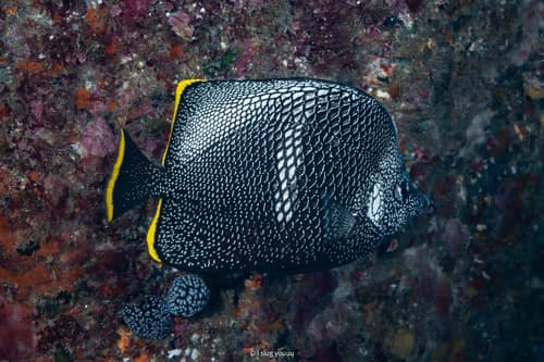Wrought Iron Butterflyfish