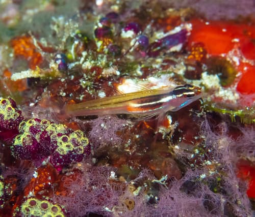 Yellow and Whitestriped Pygmygoby