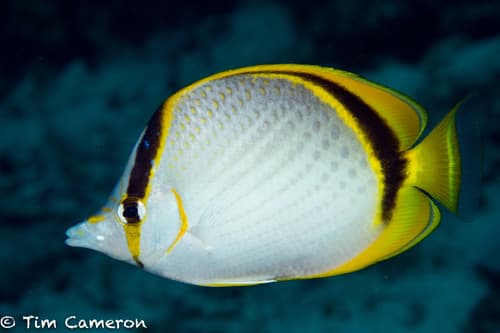 Yellow-dotted Butterflyfish