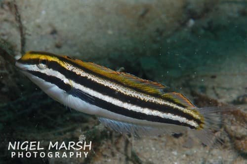 Yellow Sabretooth Blenny
