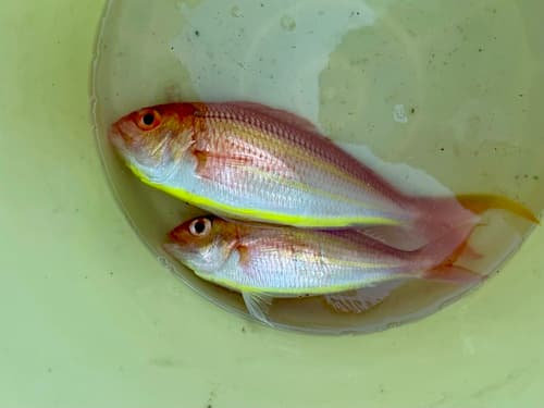 Yellowbelly Threadfin Bream