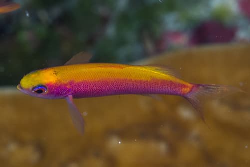 Yellownose Slender Anthias