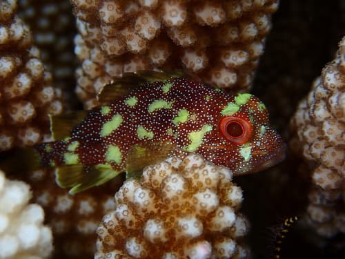 Yellowspotted Scorpionfish