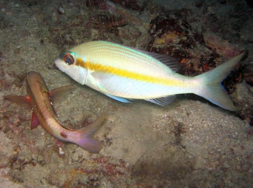 Yellowstripe Monocle Bream