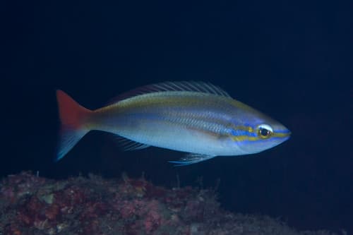 Yellowstripe Threadfin Bream