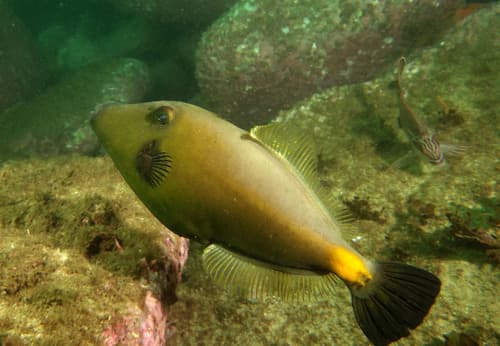 Yellowstriped Leatherjacket