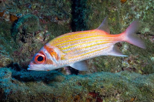 Yellowstriped Squirrelfish