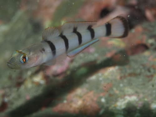 Yogashima Banded Goby