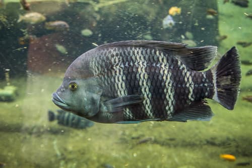 Zebra Tilapia