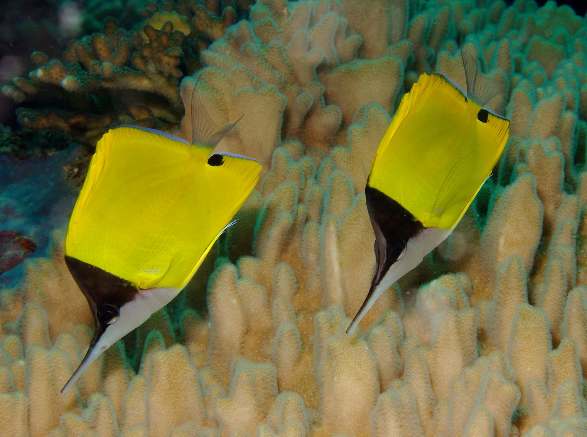 Yellow Longnose Butterflyfish