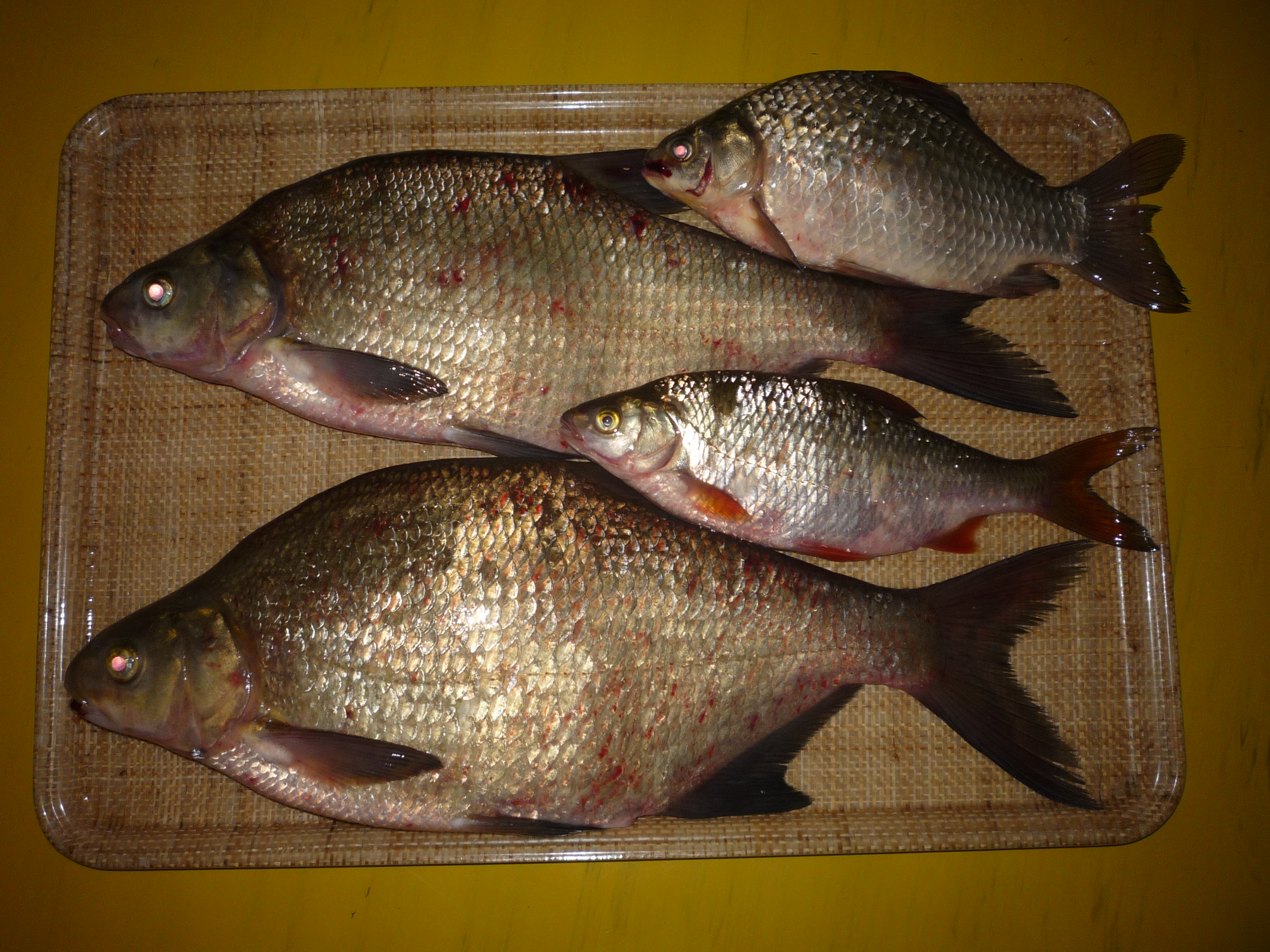 Common Bream