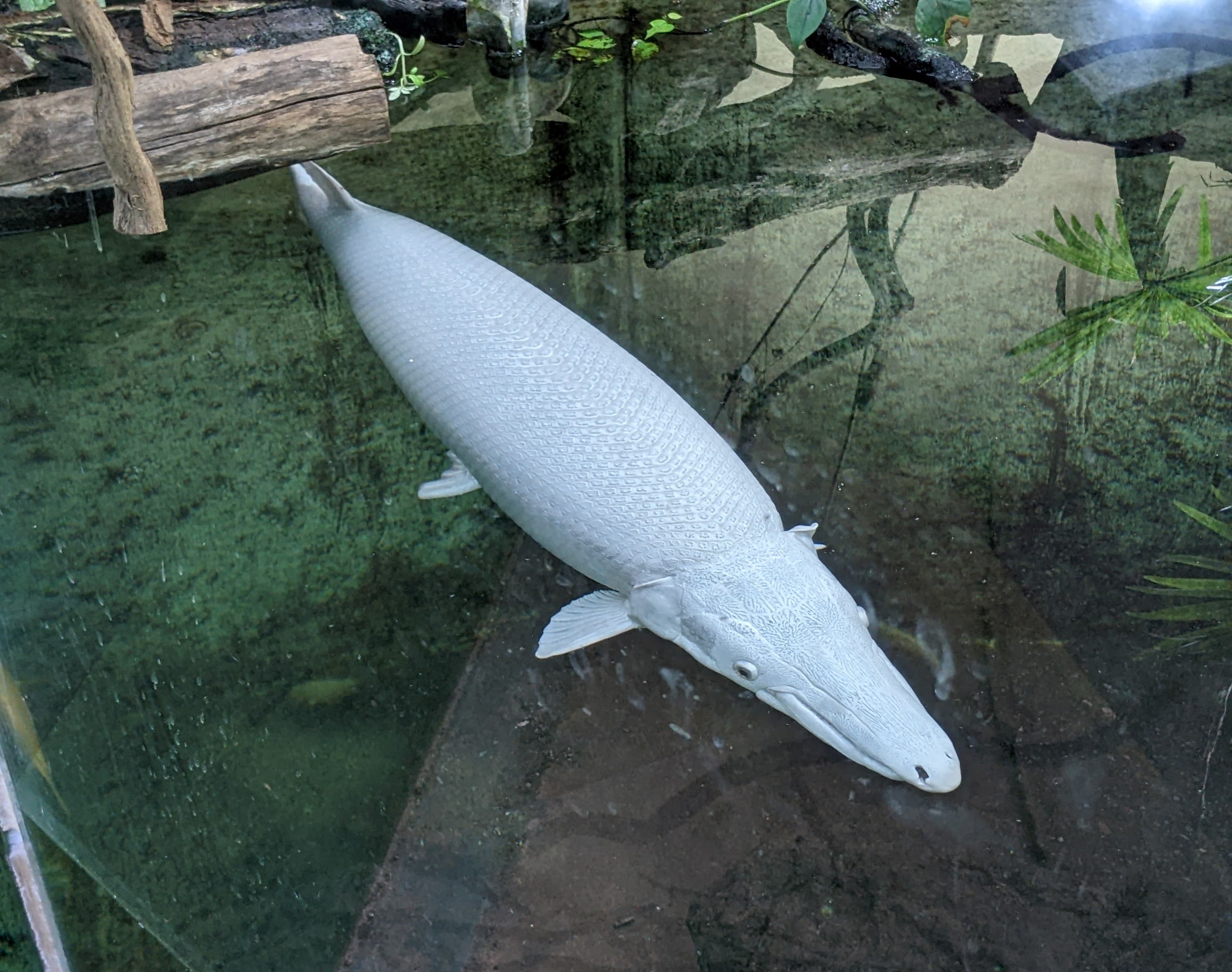Alligator Gar