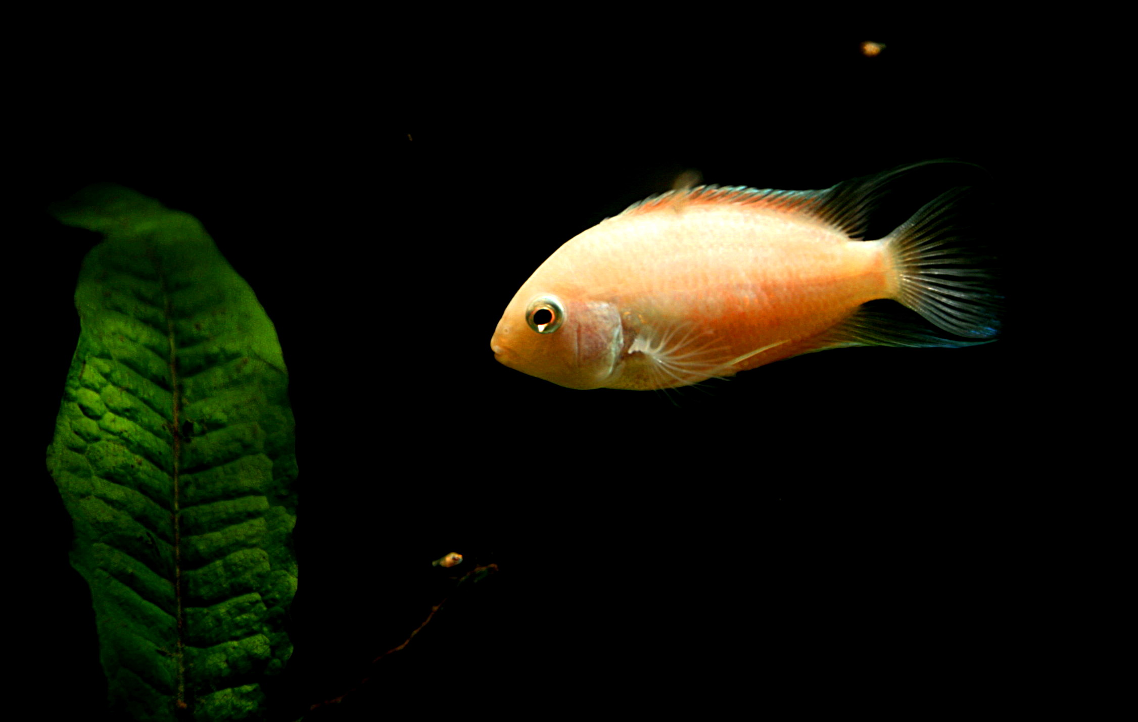 Albino Convict Cichlid