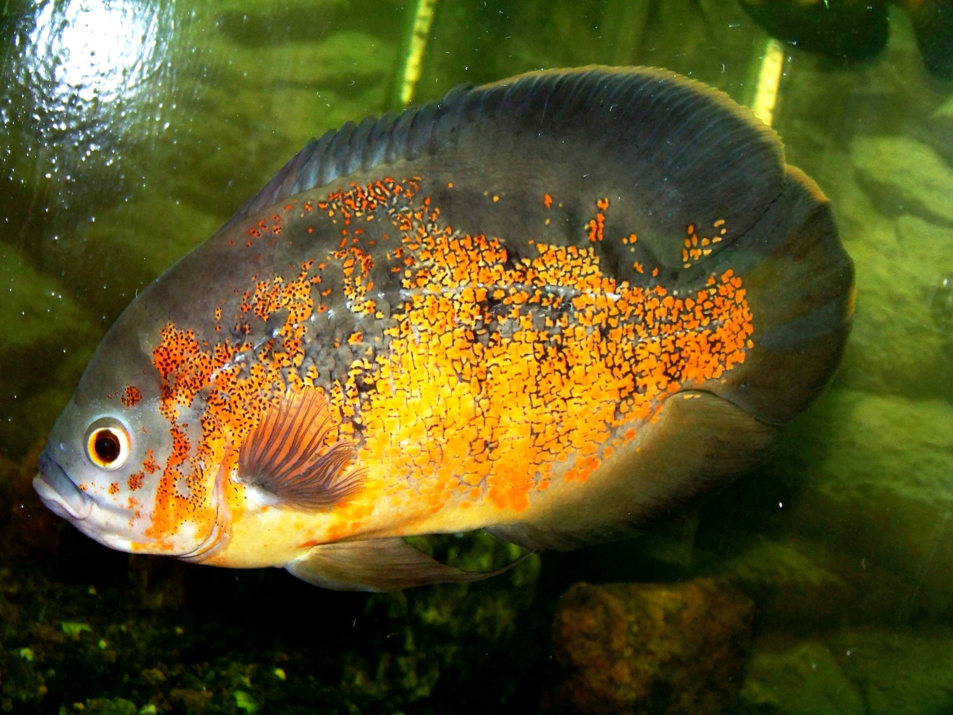 Oscar Cichlid