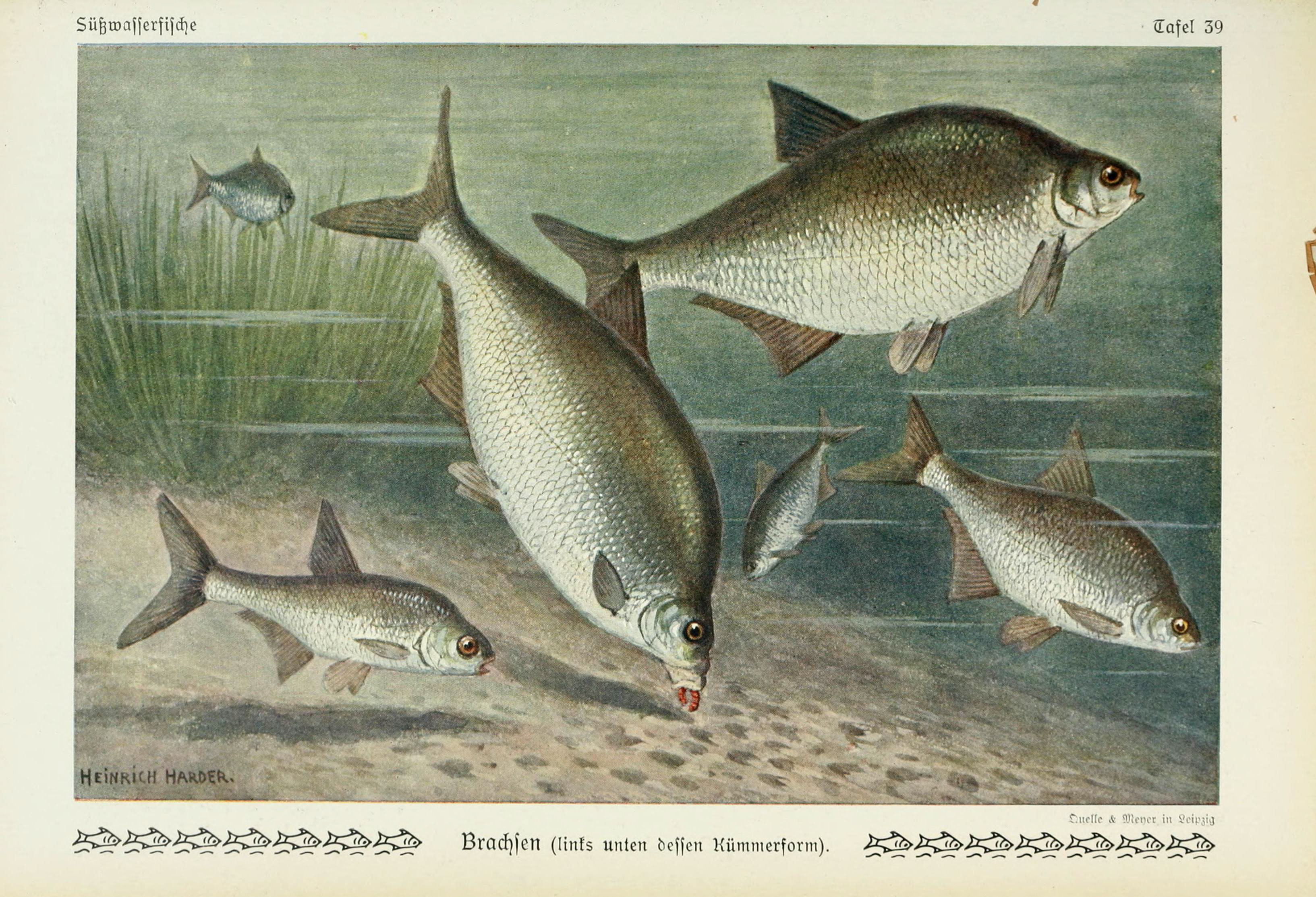 Common Bream