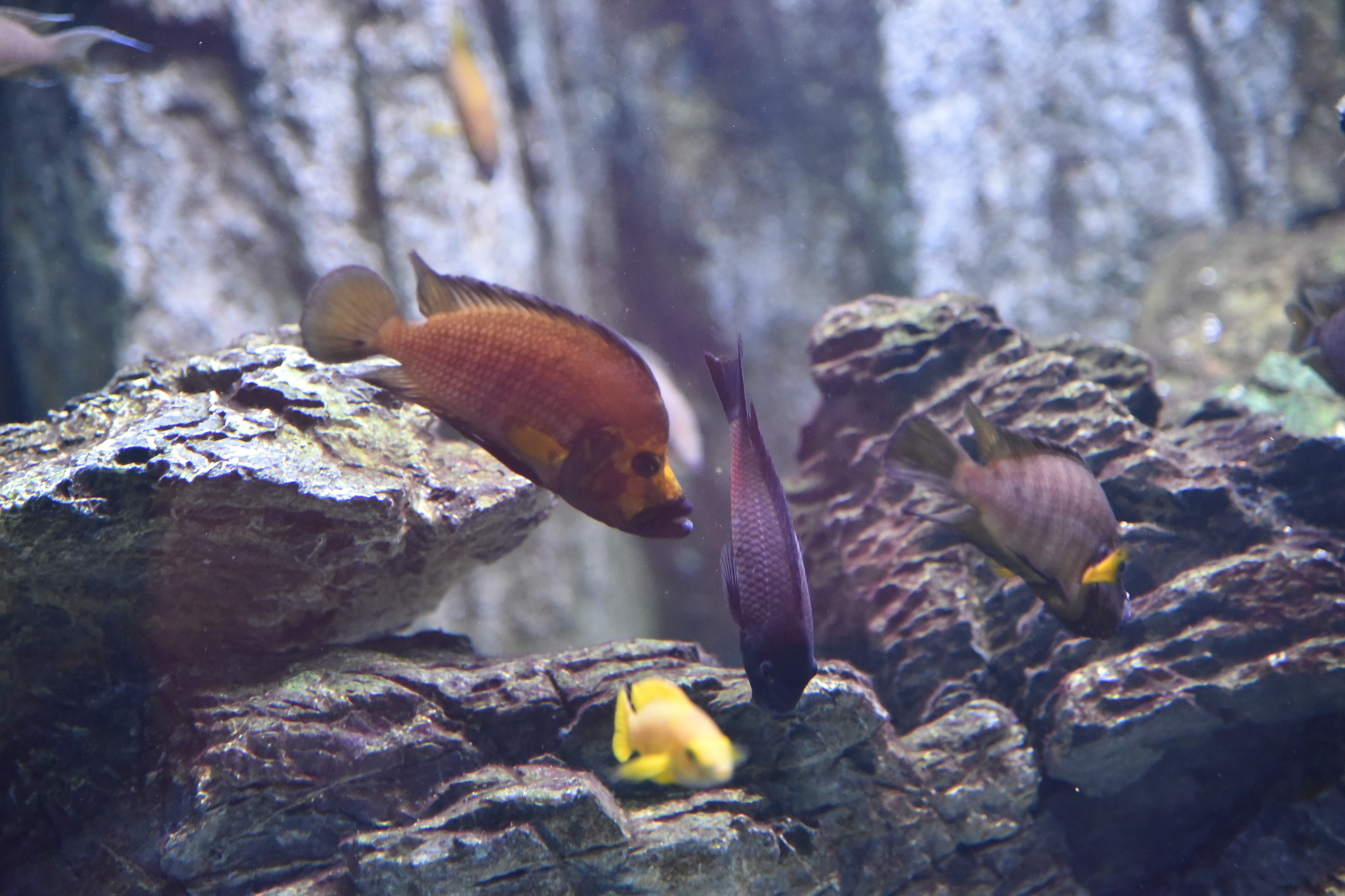 Red Zebra Cichlid