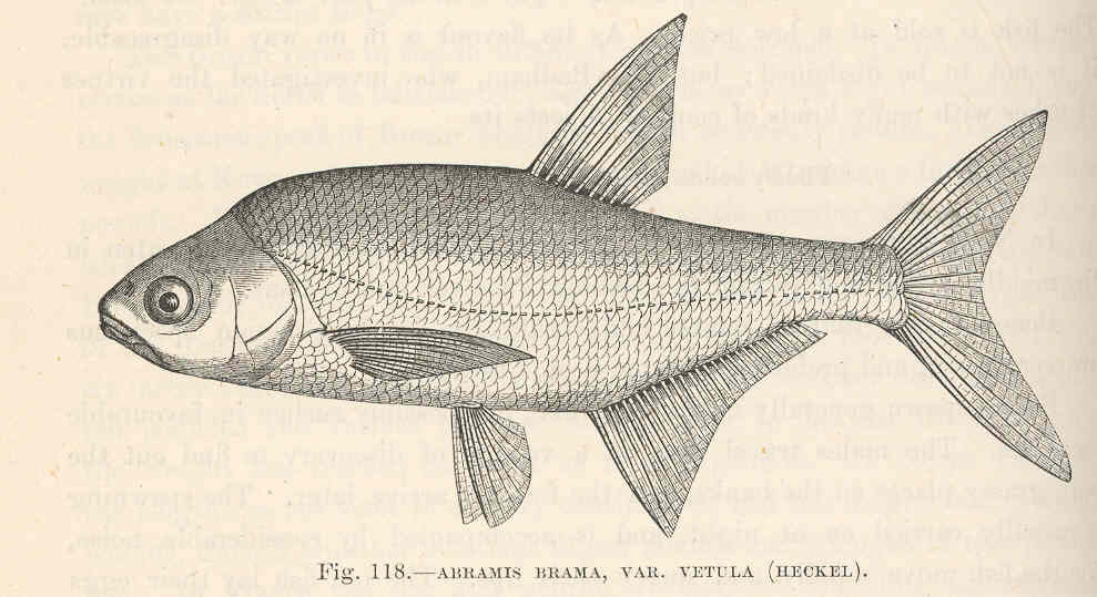 Common Bream