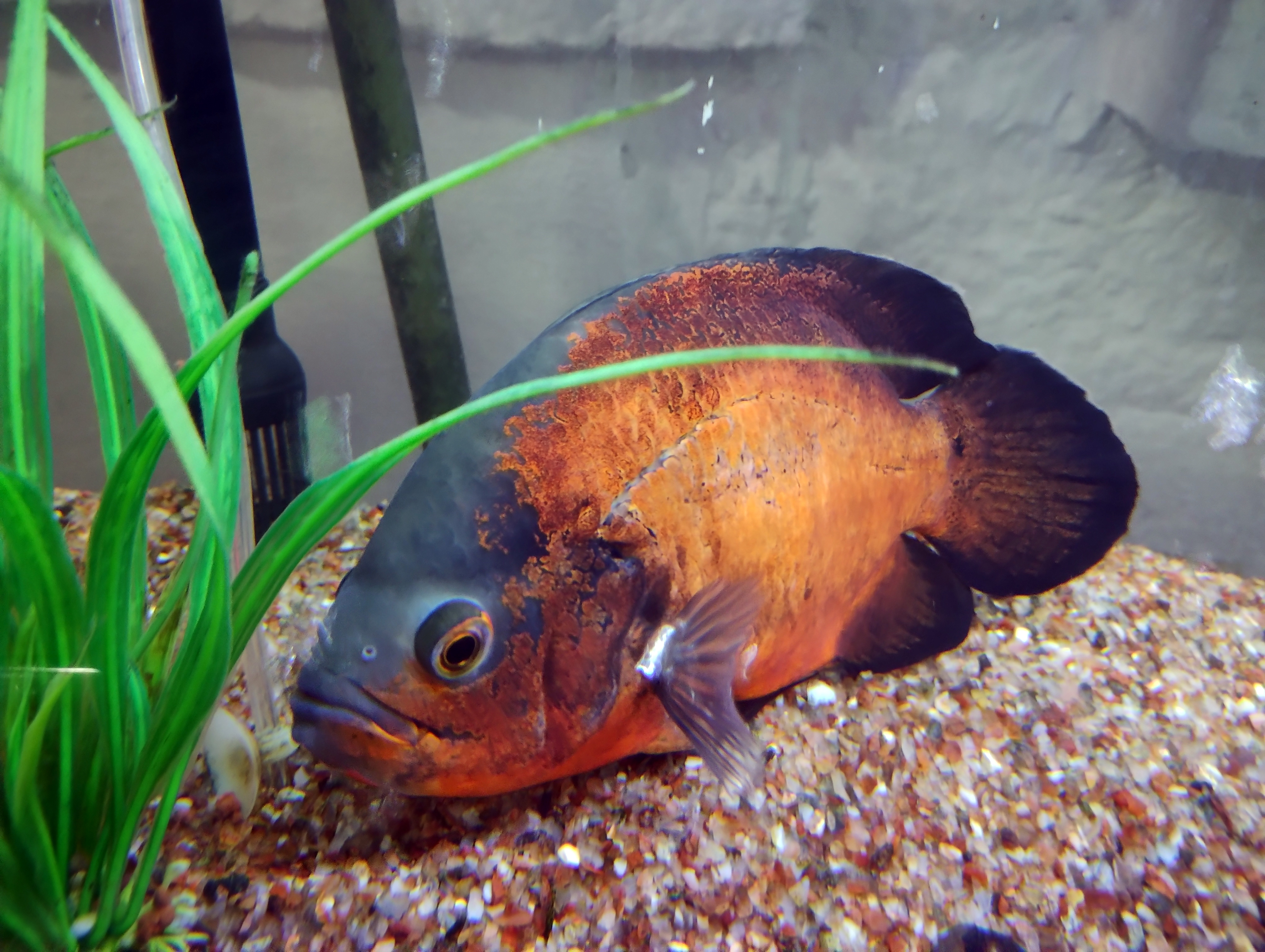 Oscar Cichlid