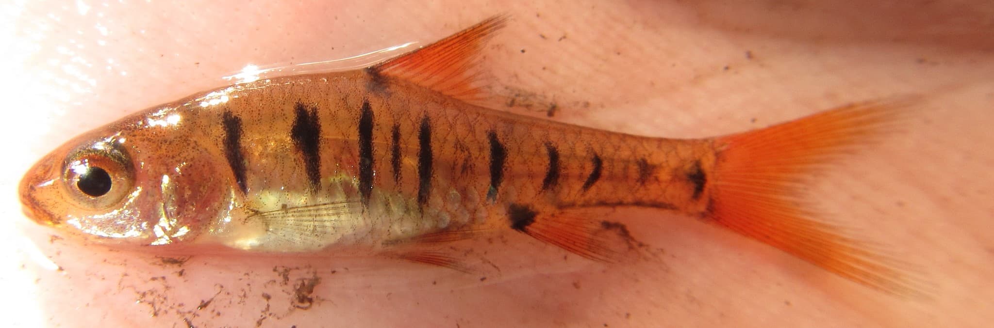African Tiger Barb
