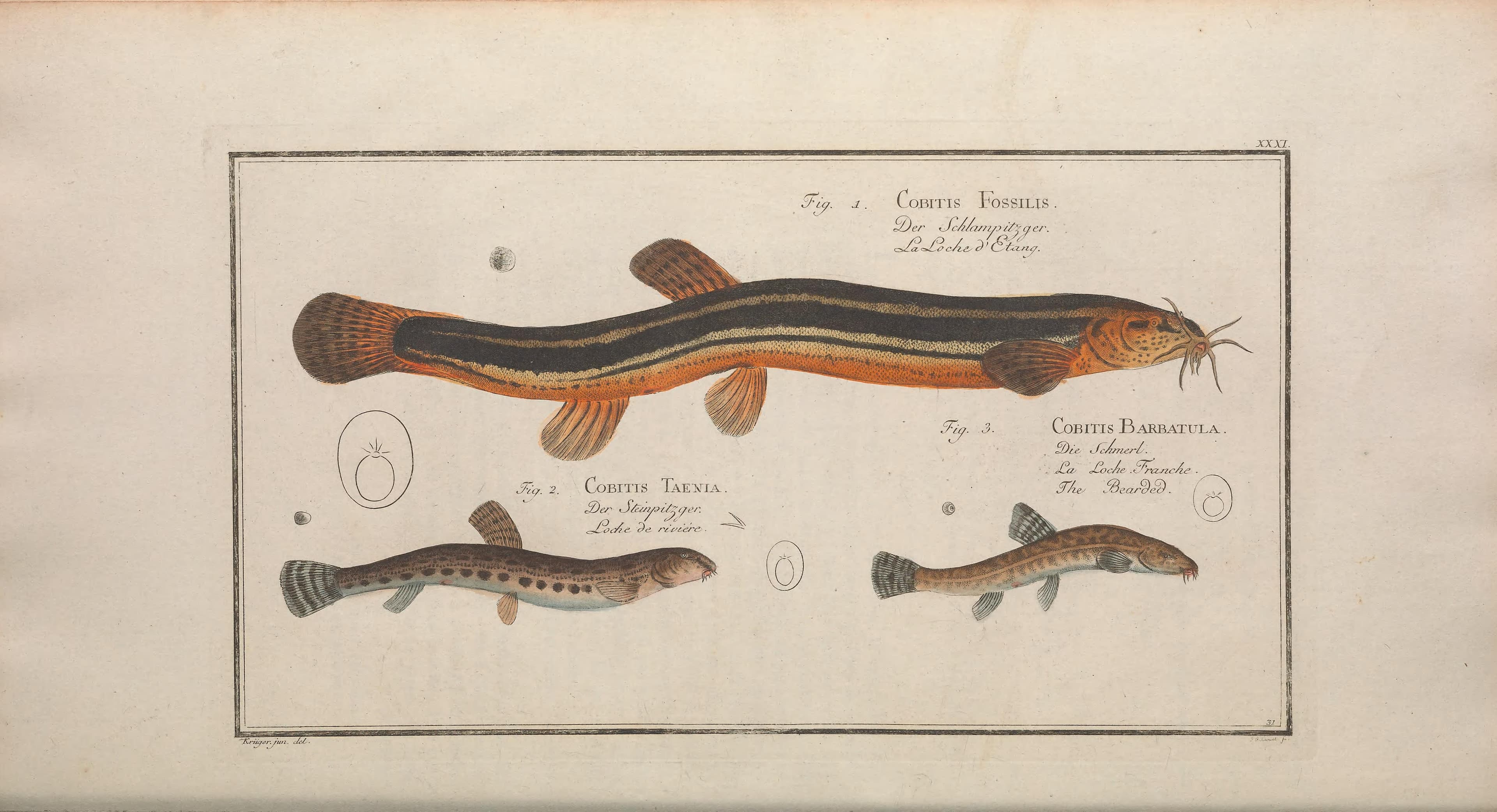 European Weather Loach