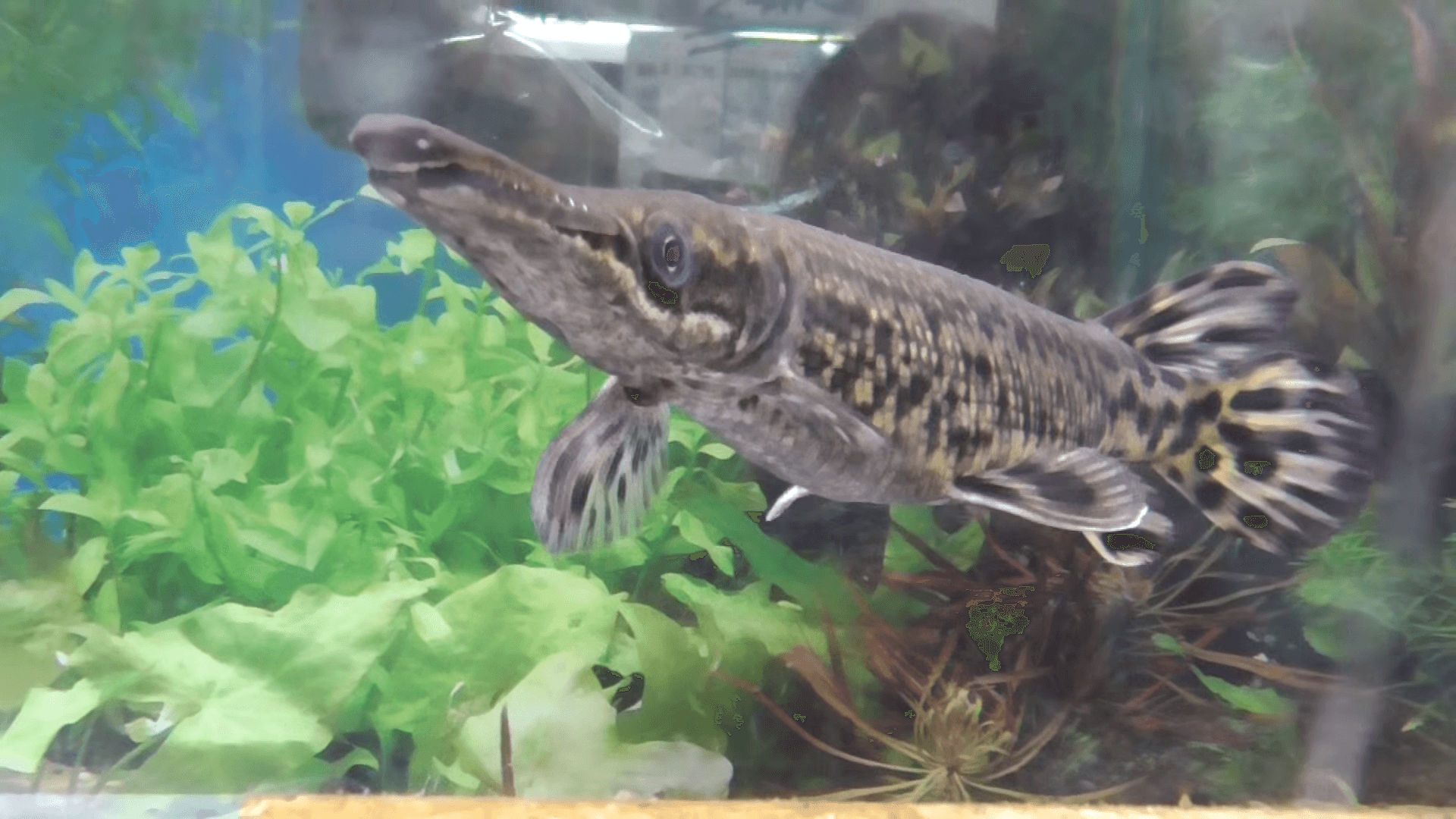 Alligator Gar