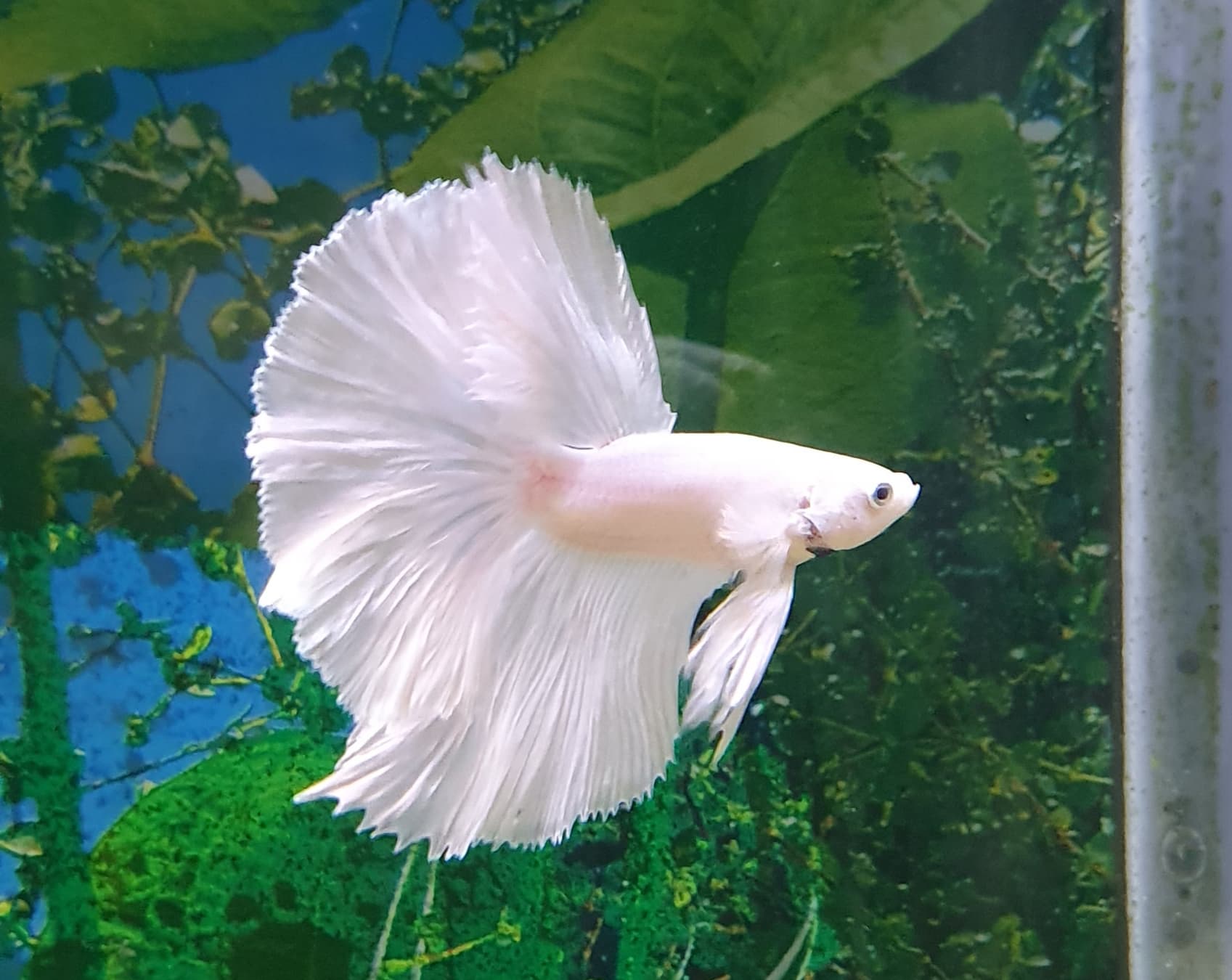 Halfmoon Betta