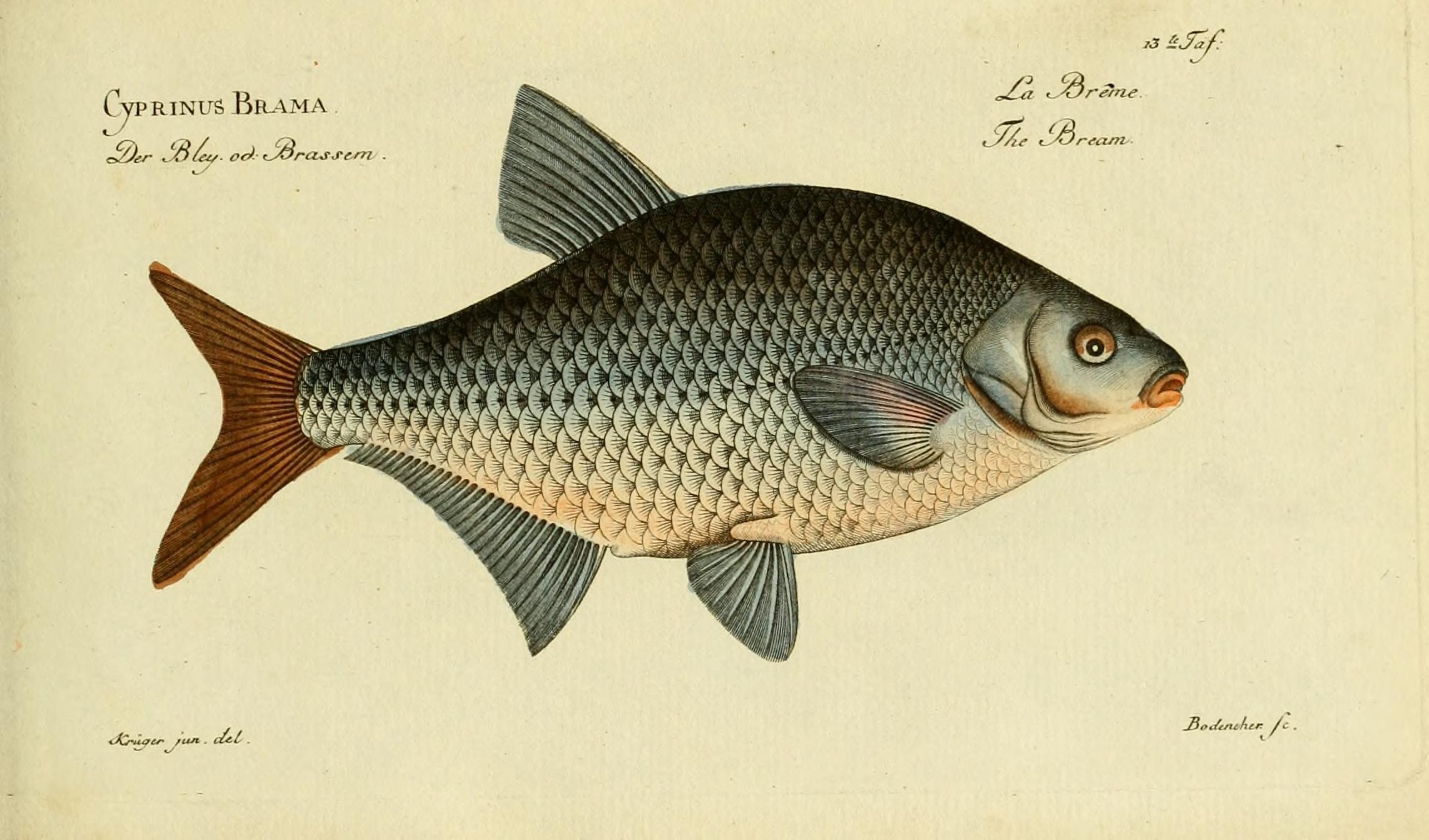 Common Bream