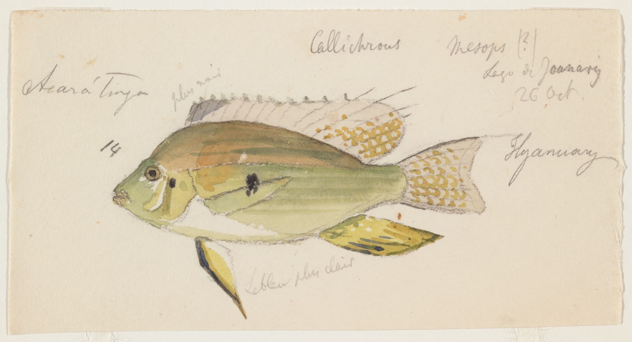 Thread-finned Cichlid