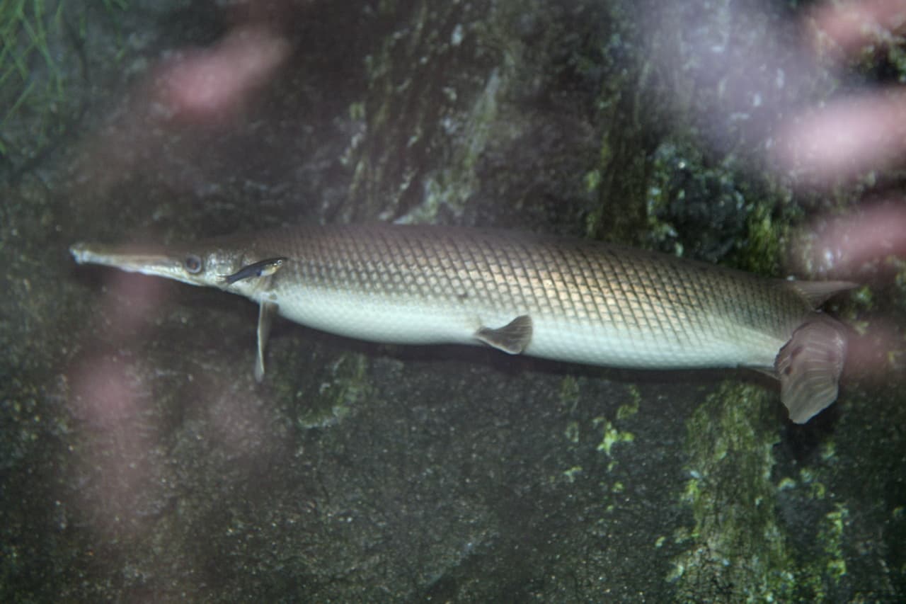 Alligator Gar