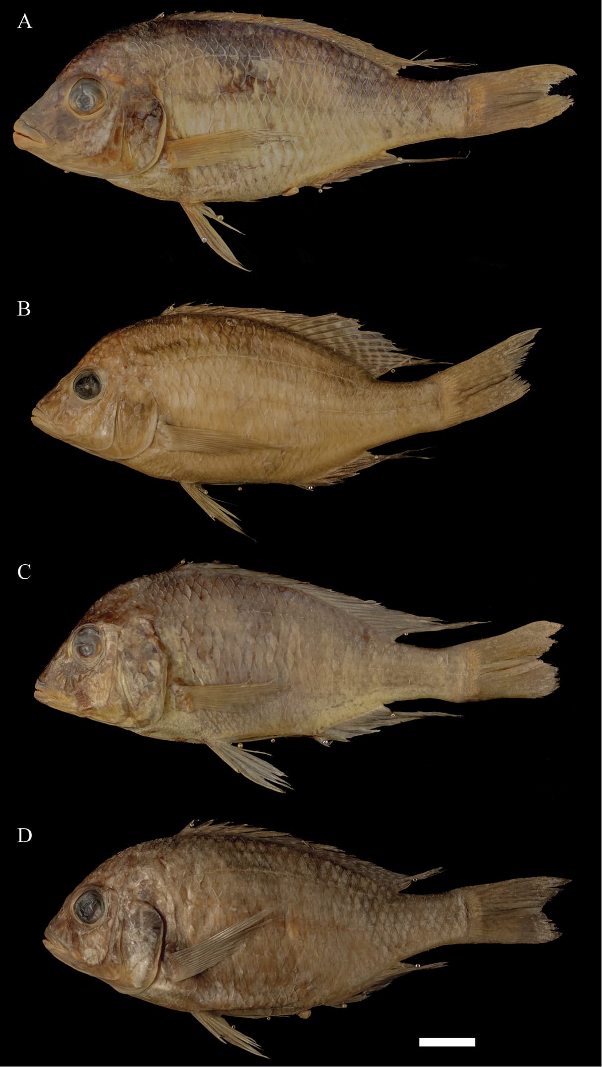 Trematocranus Cichlid