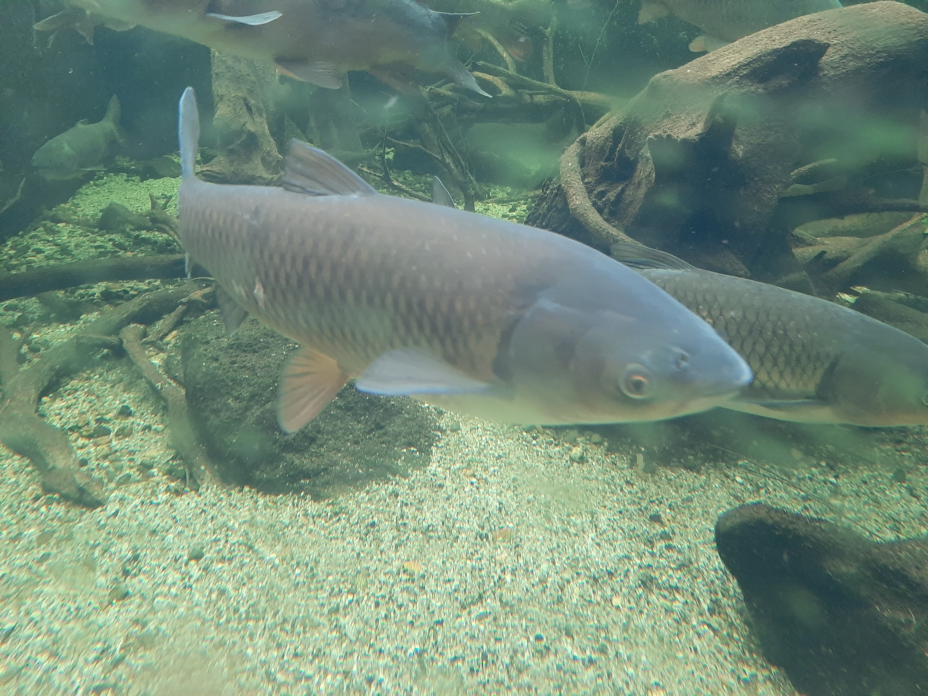 Grass Carp