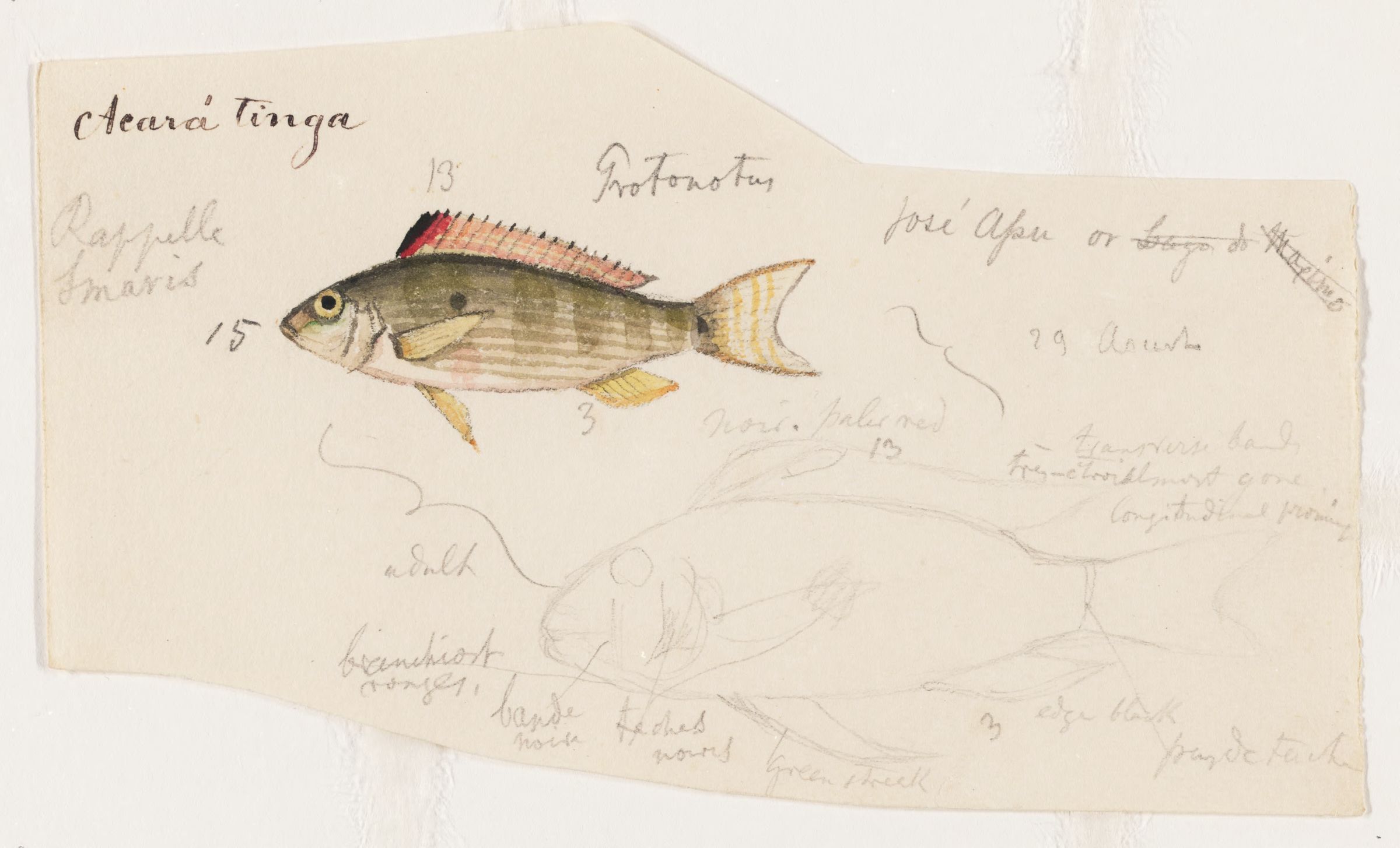 Thread-finned Cichlid