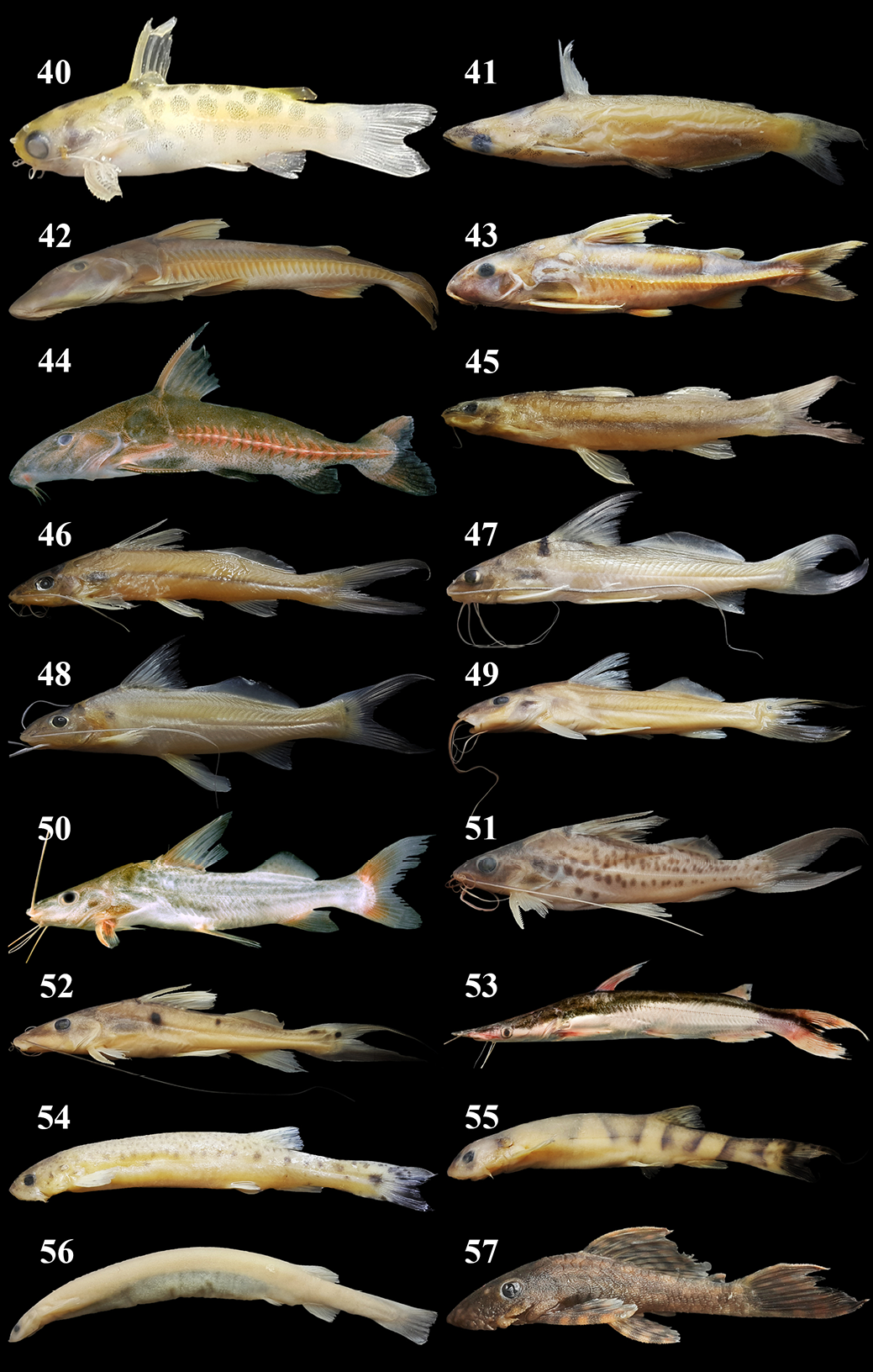 Four-lined Pimelodus