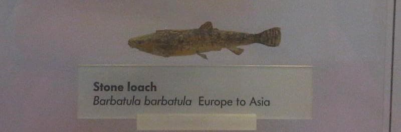 Stone Loach