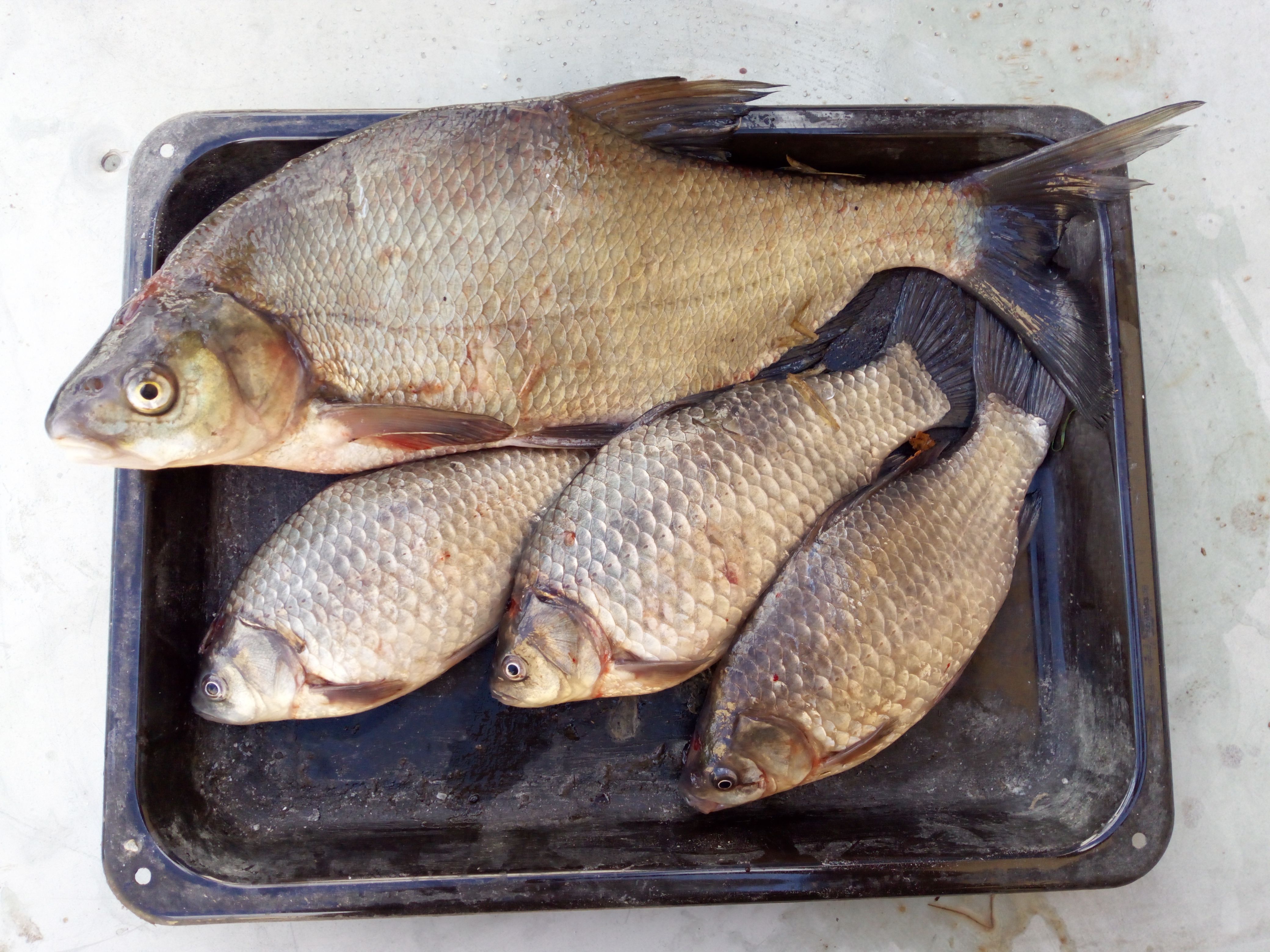 Common Bream