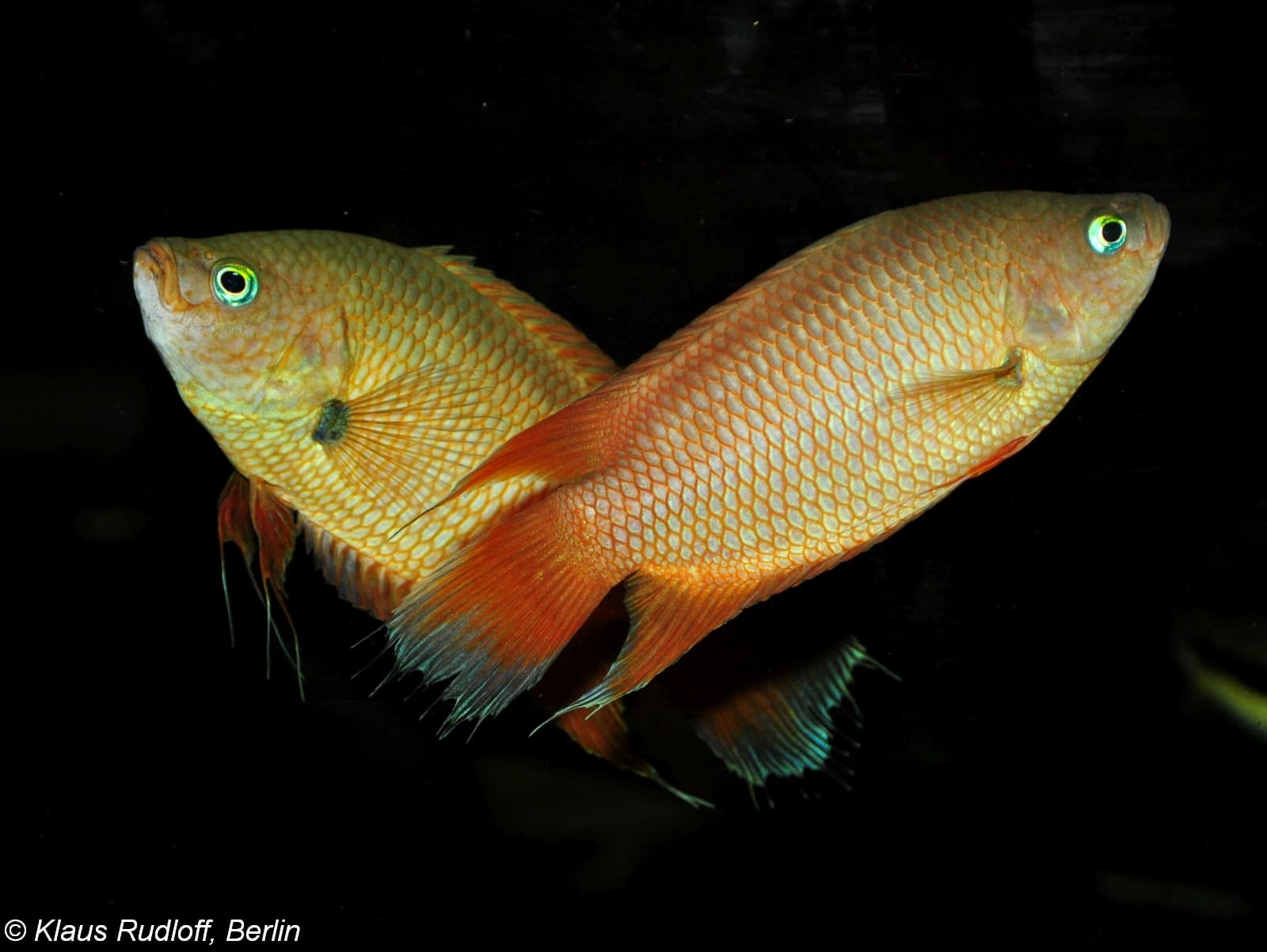Combtail Gourami
