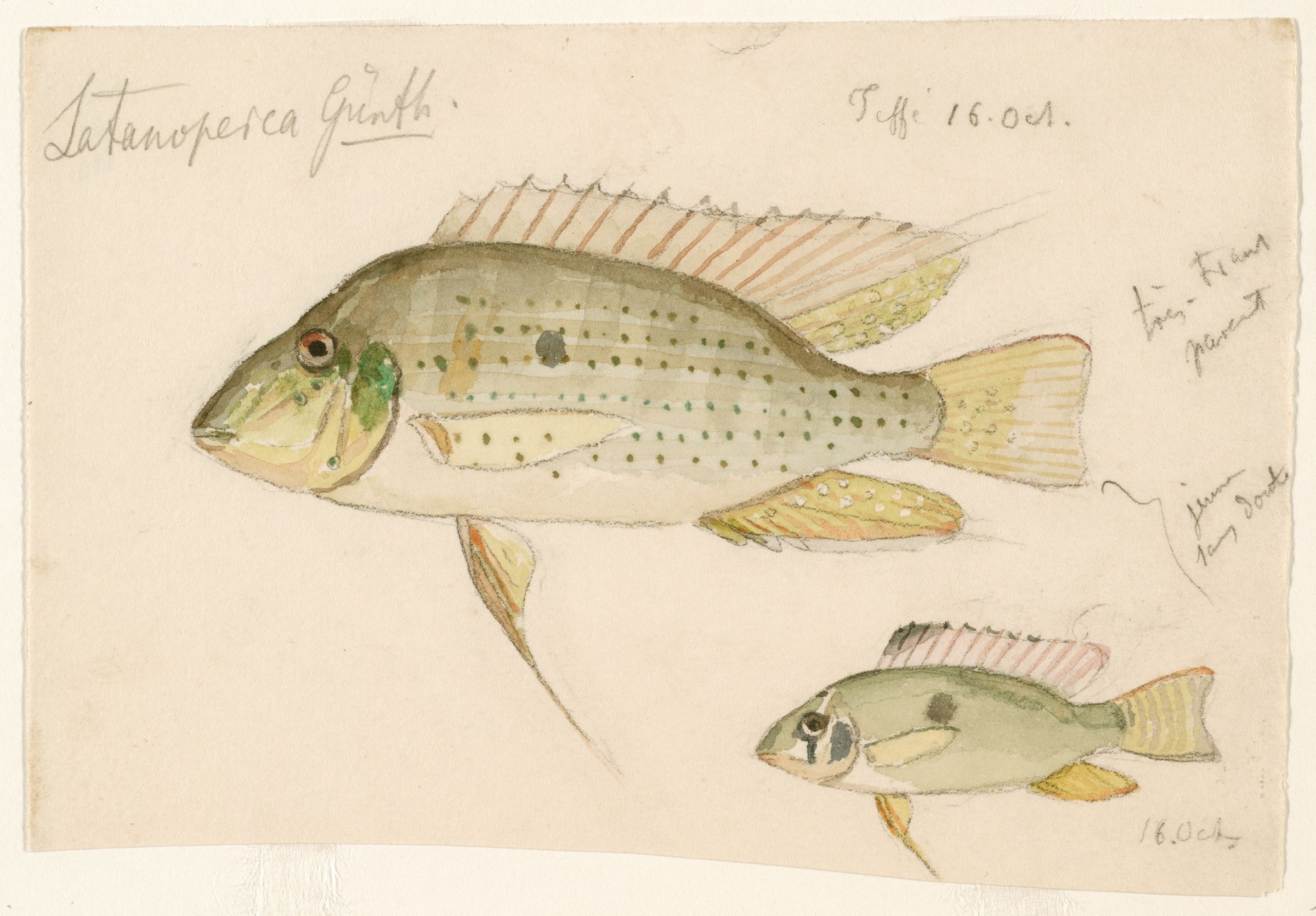 Heckel's Threadfin Acara