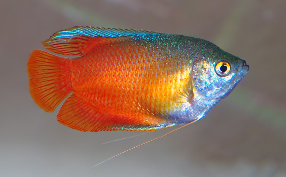 Gourami (Dwarf)
