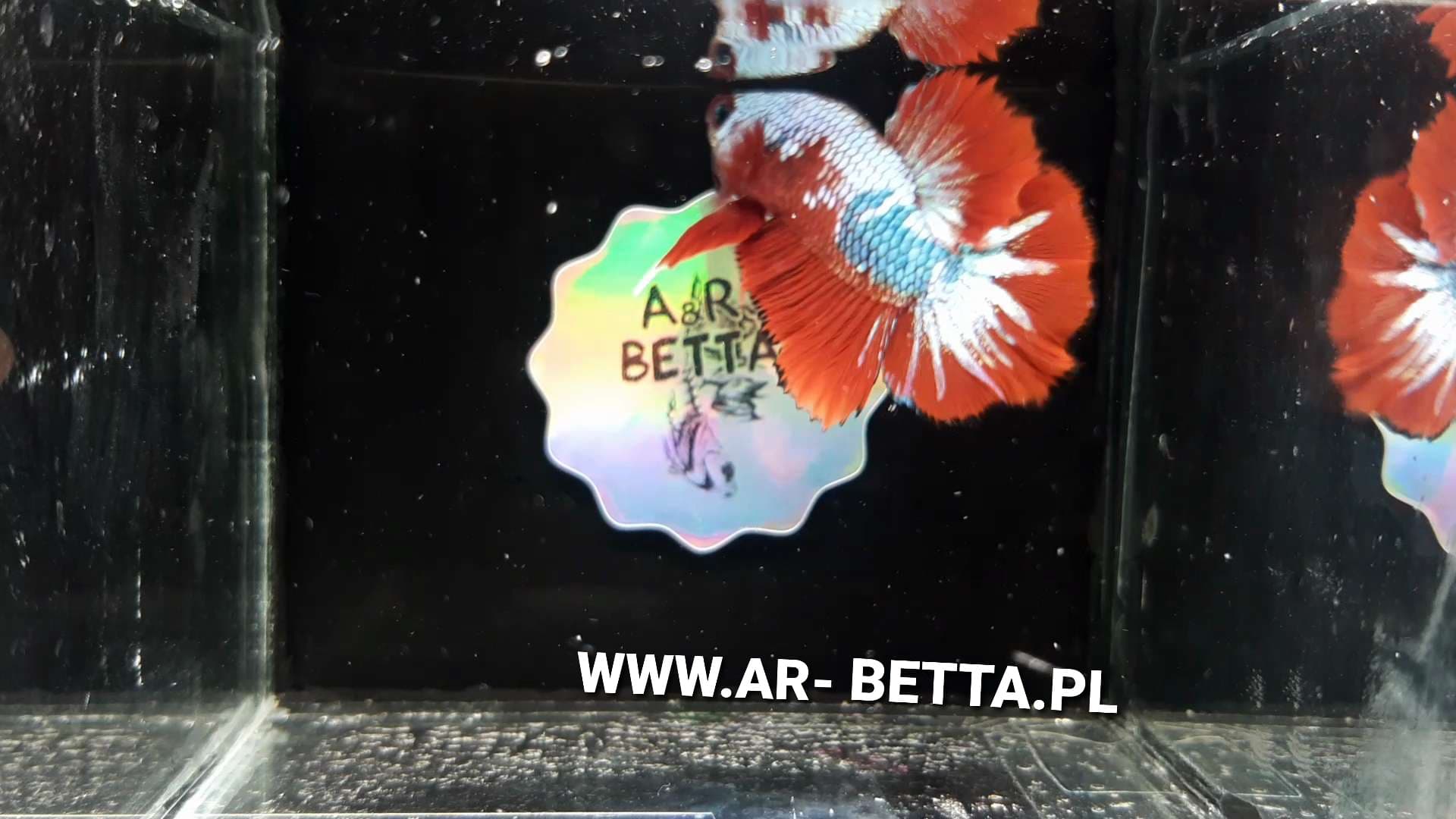 Red Samurai Halfmoon Plakat Betta